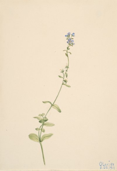 Veronica serpyllifolia, 1911. autorstwa Mary Vaux Walcott