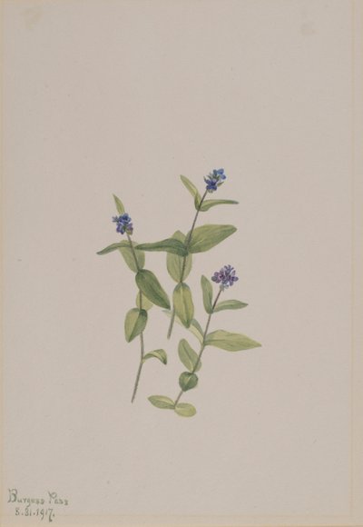 Veronica wormskjoldii autorstwa Mary Vaux Walcott