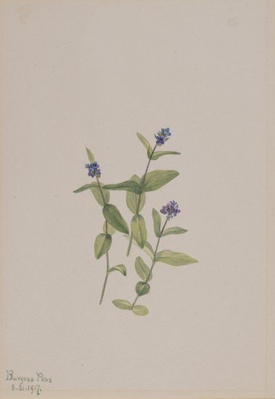 Veronica wormskjoldii, 1917. autorstwa Mary Vaux Walcott