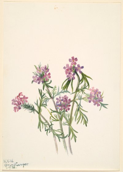 Werbena (Verbena wrightii) autorstwa Mary Vaux Walcott