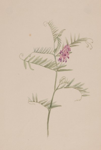 Vicia americana autorstwa Mary Vaux Walcott