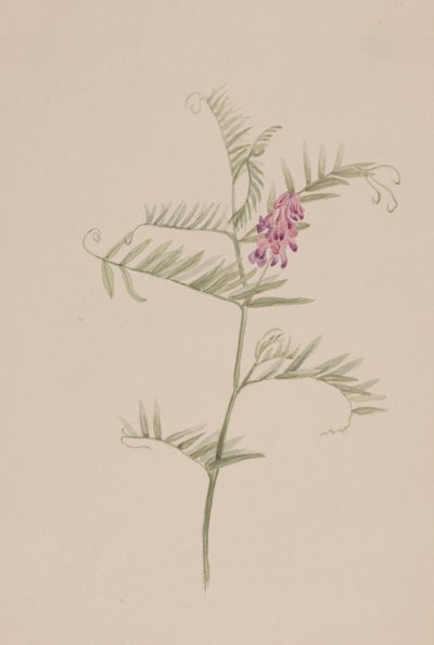 Wyka amerykańska, ca. 1917-1918. autorstwa Mary Vaux Walcott