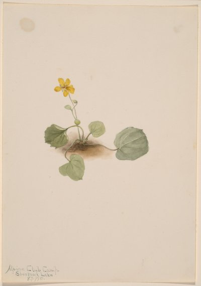 Viola orbiculata autorstwa Mary Vaux Walcott