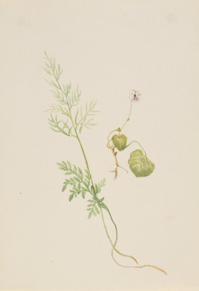 Altówka palustris, ca. 1917-1918. autorstwa Mary Vaux Walcott