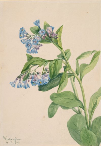 Virginia Bluebells Mertensia virginica, 1919. autorstwa Mary Vaux Walcott