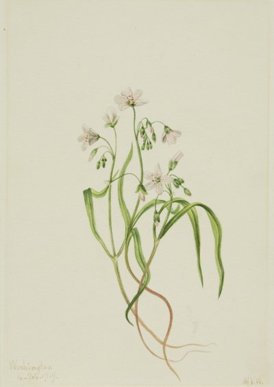 Virginia Springbeauty Claytonia virginica, 1919. autorstwa Mary Vaux Walcott