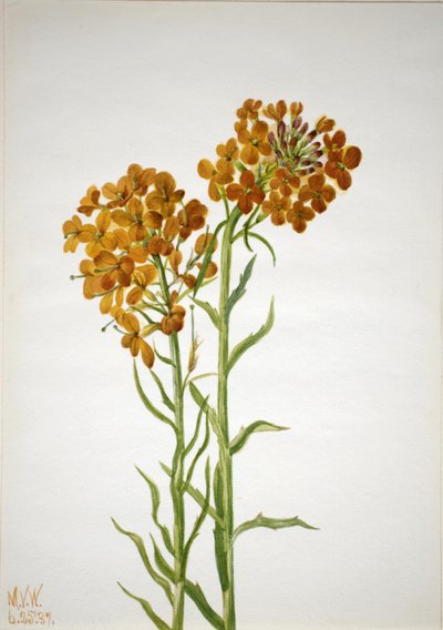 Wallflower Erysimum wheeleri, 1937. autorstwa Mary Vaux Walcott