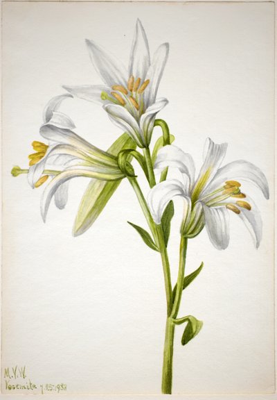 Lilia waszyngtońska (Lilium washingtonianum) autorstwa Mary Vaux Walcott