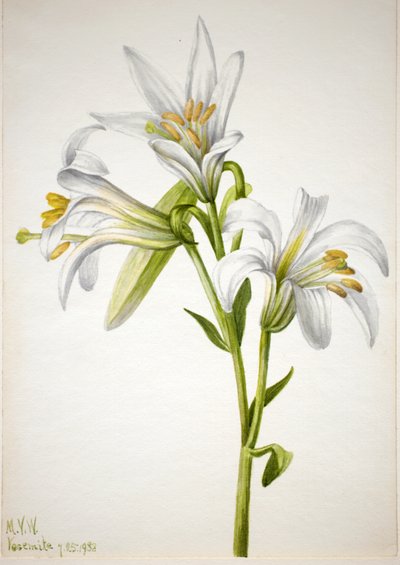 Washington Lily Lilium washingtonianum, 1933. autorstwa Mary Vaux Walcott