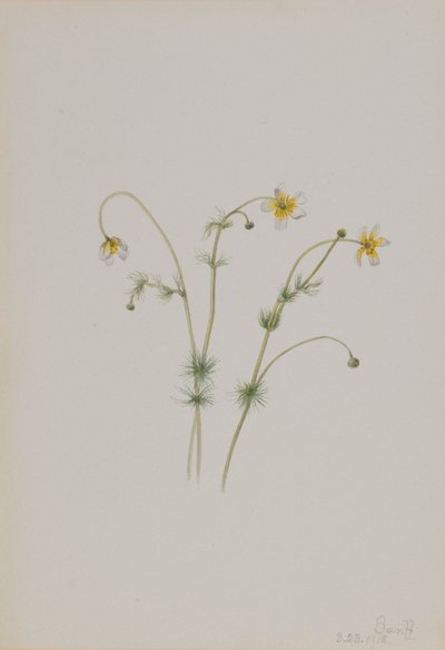 Wroniec wodny (Batrachium trichophyllum) autorstwa Mary Vaux Walcott