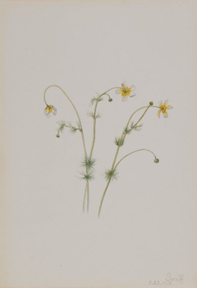 Wrona wodna Batrachium trichophyllum, 1918. autorstwa Mary Vaux Walcott