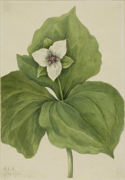Wax Trillium (album Trillium) autorstwa Mary Vaux Walcott
