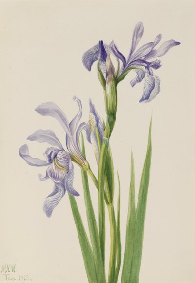 Irys zachodni błękitny (Iris missouriensis) autorstwa Mary Vaux Walcott