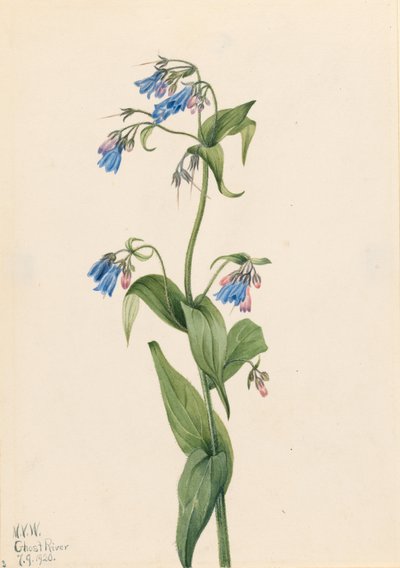 Western Bluebells (Mertensia paniculata) autorstwa Mary Vaux Walcott