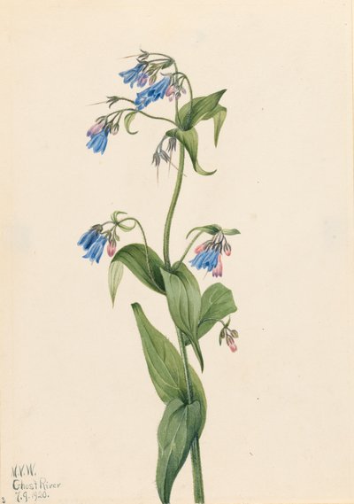 Western Bluebells Mertensia paniculata, 1920. autorstwa Mary Vaux Walcott
