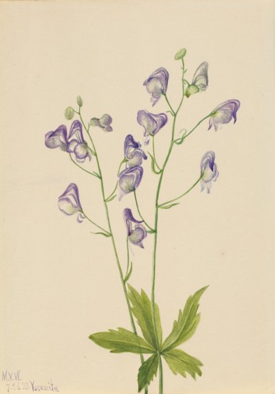 Tojad zachodni (Aconitum columbianum) autorstwa Mary Vaux Walcott