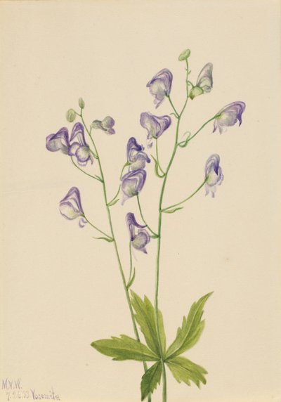 Tojad kolumbijski z tojadu zachodniego, 1933. autorstwa Mary Vaux Walcott