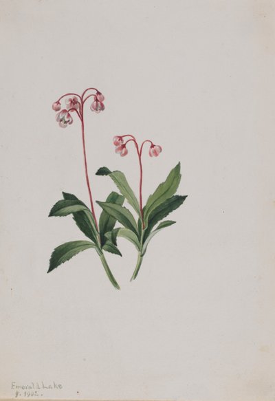 Pipsewa zachodnia (Chimaphila umbellata) autorstwa Mary Vaux Walcott