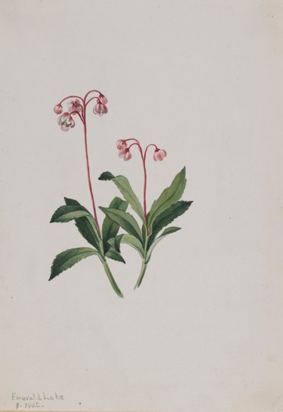 Zachodnia pipsissewa Chimaphila umbellata, 1902. autorstwa Mary Vaux Walcott