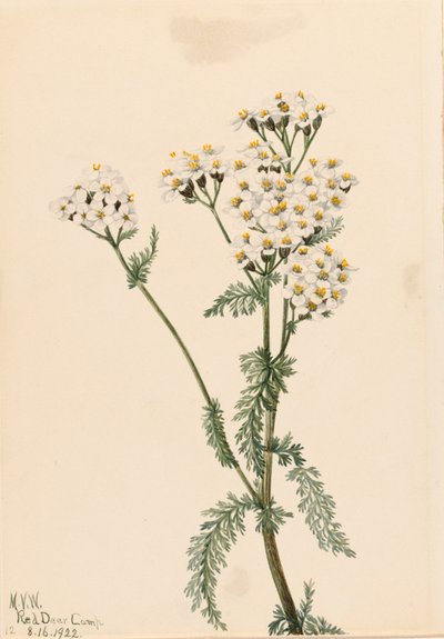 Krwawnik Zachodni Achillea lanulosa, 1922. autorstwa Mary Vaux Walcott