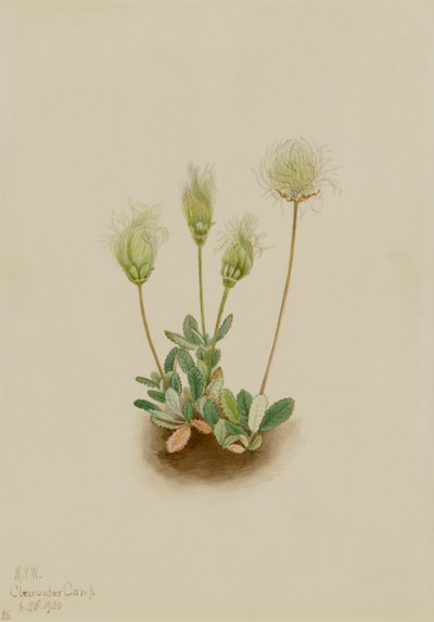 Biała driada Dryas octopetala, 1920. autorstwa Mary Vaux Walcott