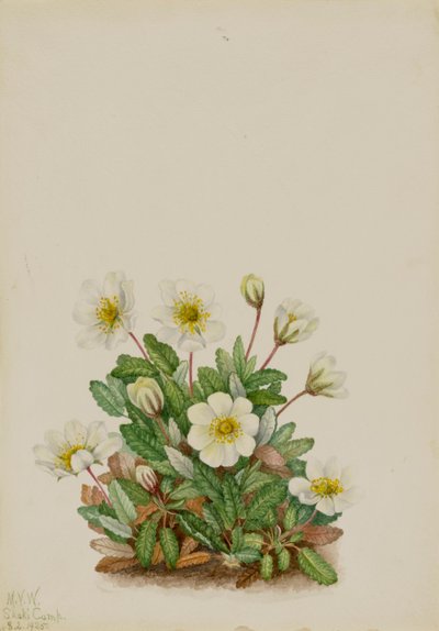 Biała driada Dryas octopetala, 1925. autorstwa Mary Vaux Walcott