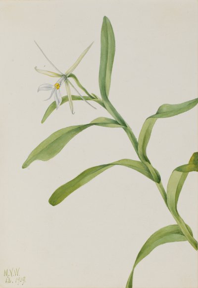 Epidendrum białe (Epidendrum nocturnum) autorstwa Mary Vaux Walcott
