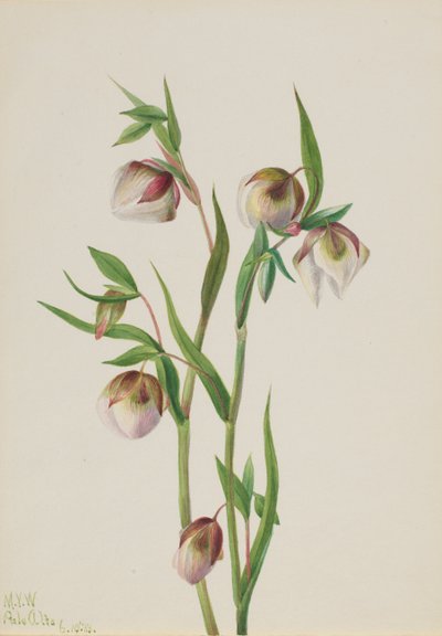 Latarnia Białej Wróżki Calochortus albus, 1933. autorstwa Mary Vaux Walcott
