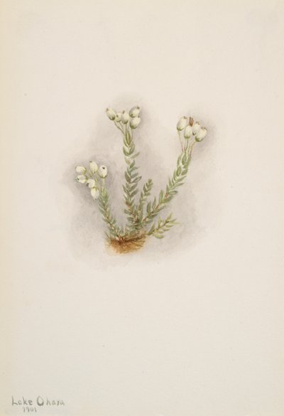 Biały wrzos Phylodoce grandiflora, 1901. autorstwa Mary Vaux Walcott