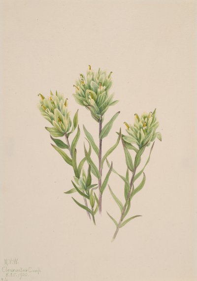 Biały indyjski pędzel Castilleja occidentalis, 1920. autorstwa Mary Vaux Walcott