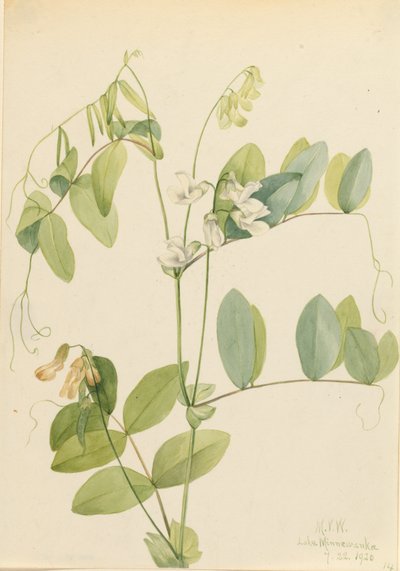 Biały groszek Lathyrus ochroleucus, 1920. autorstwa Mary Vaux Walcott