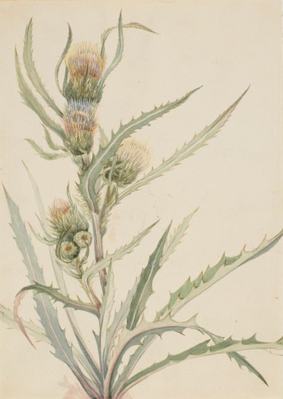 Oset biały (Cirsium hookeranum) autorstwa Mary Vaux Walcott