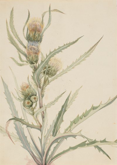 White Thistle Cirsium hookeranum, b.d. autorstwa Mary Vaux Walcott