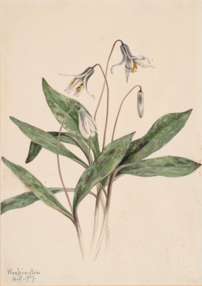 Pstrąg biały Erythronium albidum, 1919. autorstwa Mary Vaux Walcott