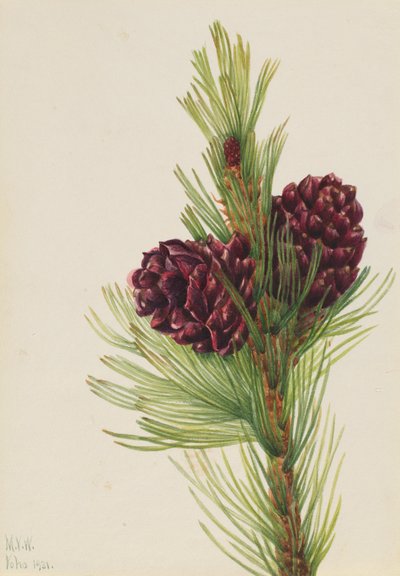 Sosna wejmutka (Pinus albicaulis) autorstwa Mary Vaux Walcott