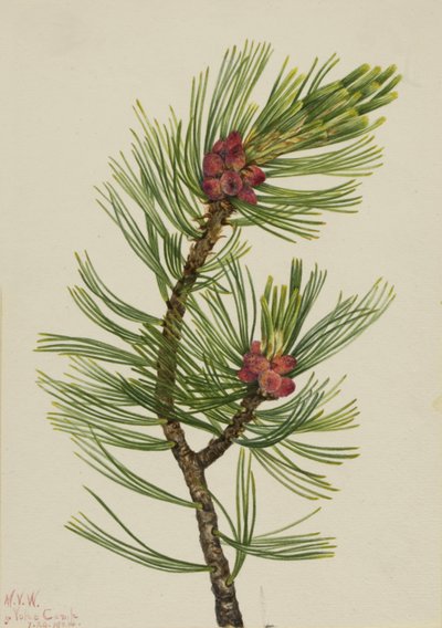 Sosna białopska Pinus albicaulis, 1924. autorstwa Mary Vaux Walcott