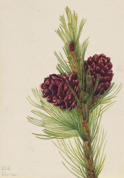 Sosna białokorowa Pinus albicaulis, 1931. autorstwa Mary Vaux Walcott