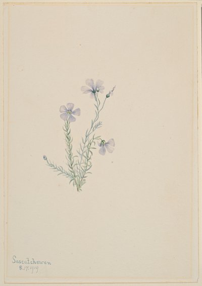 Len dziki (Linum lewisii) autorstwa Mary Vaux Walcott