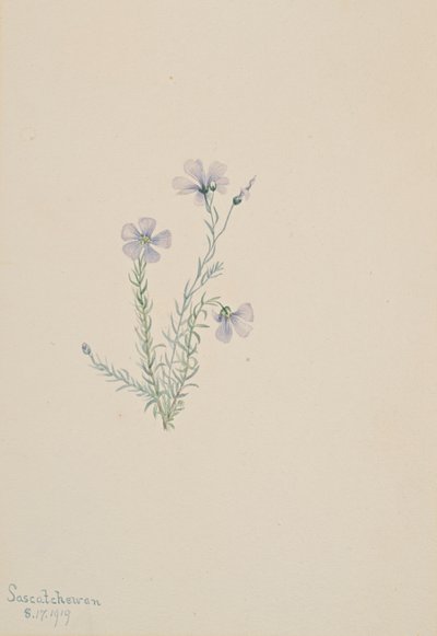 Dziki len Linum Lewis, 1919. autorstwa Mary Vaux Walcott