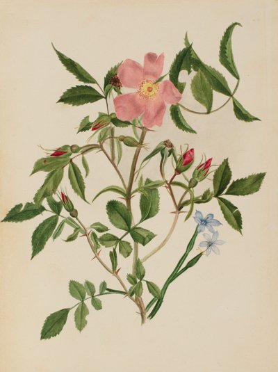 Dzika róża i trawa niebieskooka gatunki Rosa i gatunki Sisyrinchium, b.d. autorstwa Mary Vaux Walcott