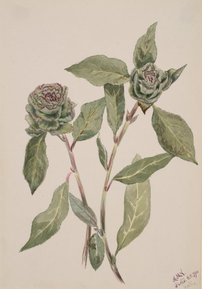 Wierzba Salix, 1900. autorstwa Mary Vaux Walcott