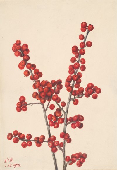 Winterberry Ilex verticillata, 1920. autorstwa Mary Vaux Walcott