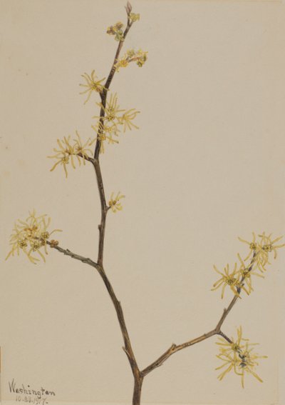 Oczar wirginijski Hamamelis virginiana, 1917. autorstwa Mary Vaux Walcott