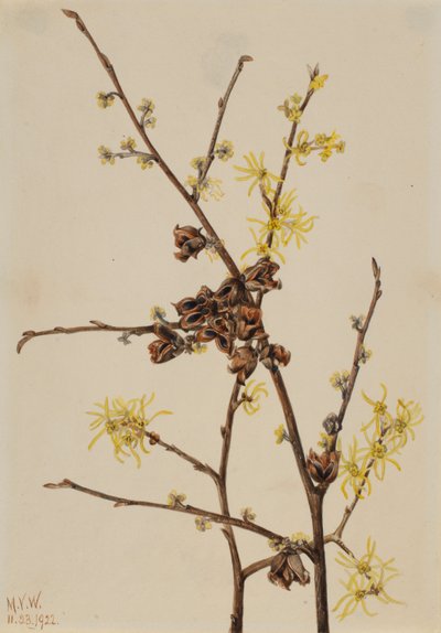 Oczar wirginijski (Hamamelis virginiana) autorstwa Mary Vaux Walcott