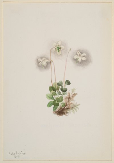 Nimfa drzewna (Moneses uniflora) autorstwa Mary Vaux Walcott