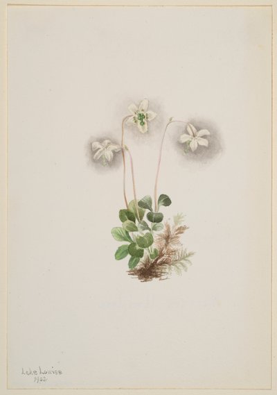 Nimfa drzewna Moneses uniflora, 1902. autorstwa Mary Vaux Walcott