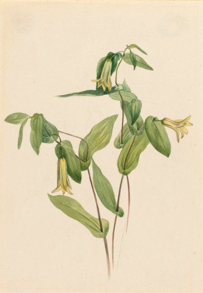 Wood Merrybells Uvularia perfoliata, b.d. autorstwa Mary Vaux Walcott