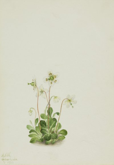 Nimfa drzewna (Moneses uniflora) autorstwa Mary Vaux Walcott