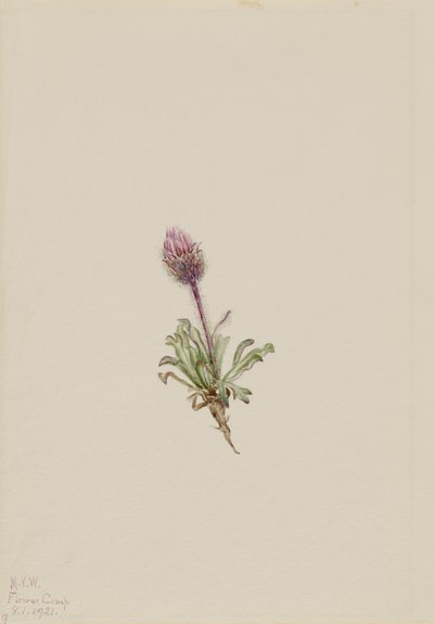 Wełnianka (Erigeron lanatus) autorstwa Mary Vaux Walcott