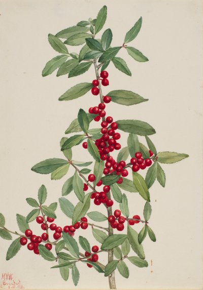 Yaupon (Ilex vomitoria) autorstwa Mary Vaux Walcott